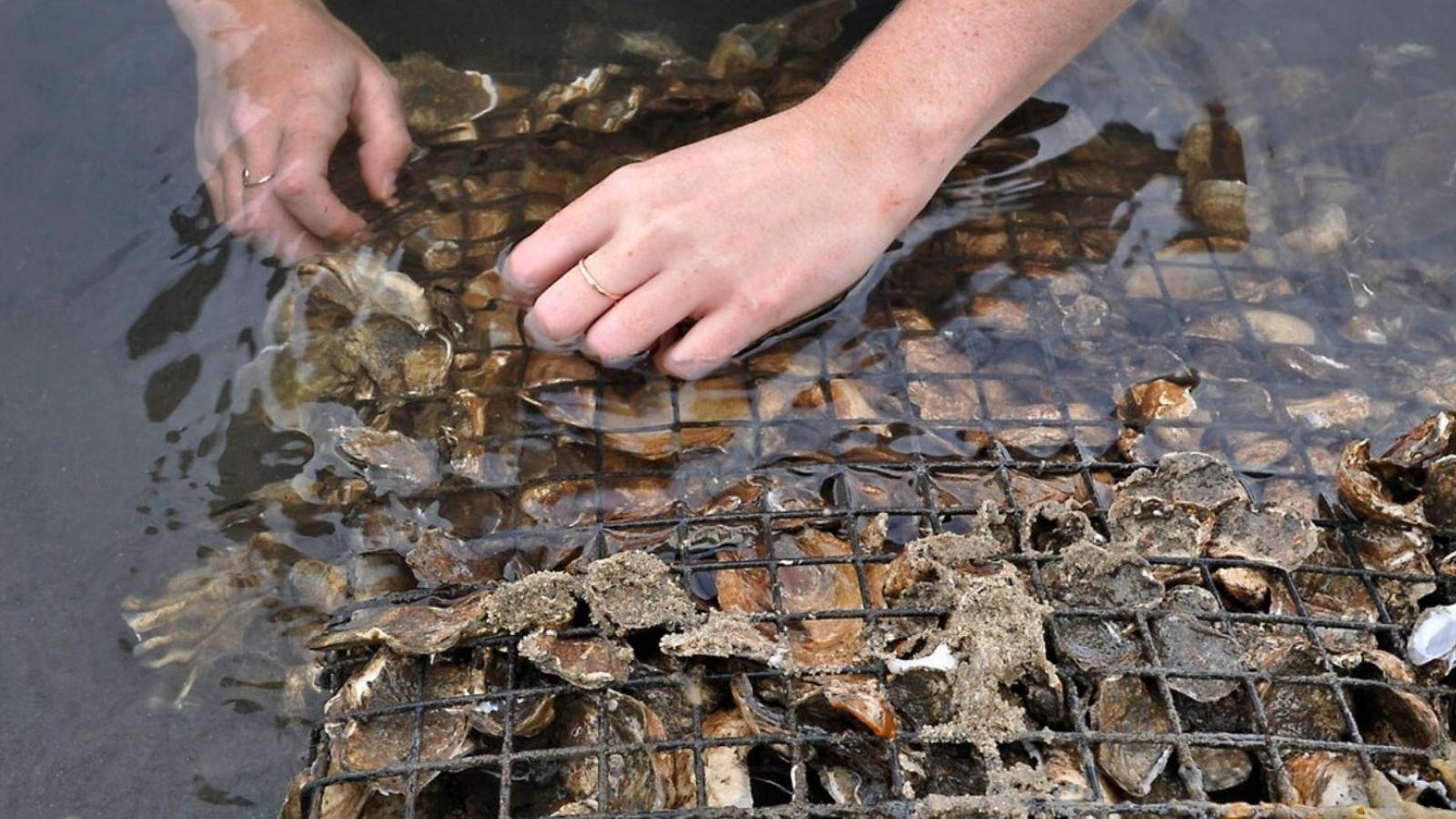 oysters growing in a cage