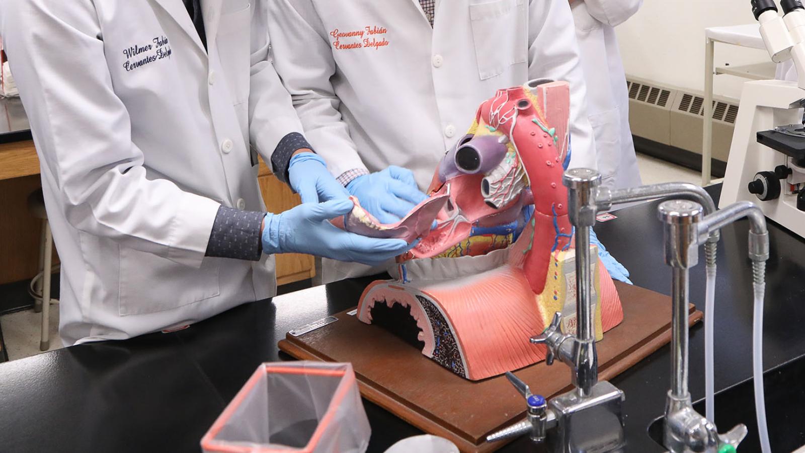 Two students in lab coats assembling an enlarged diarama of the heart