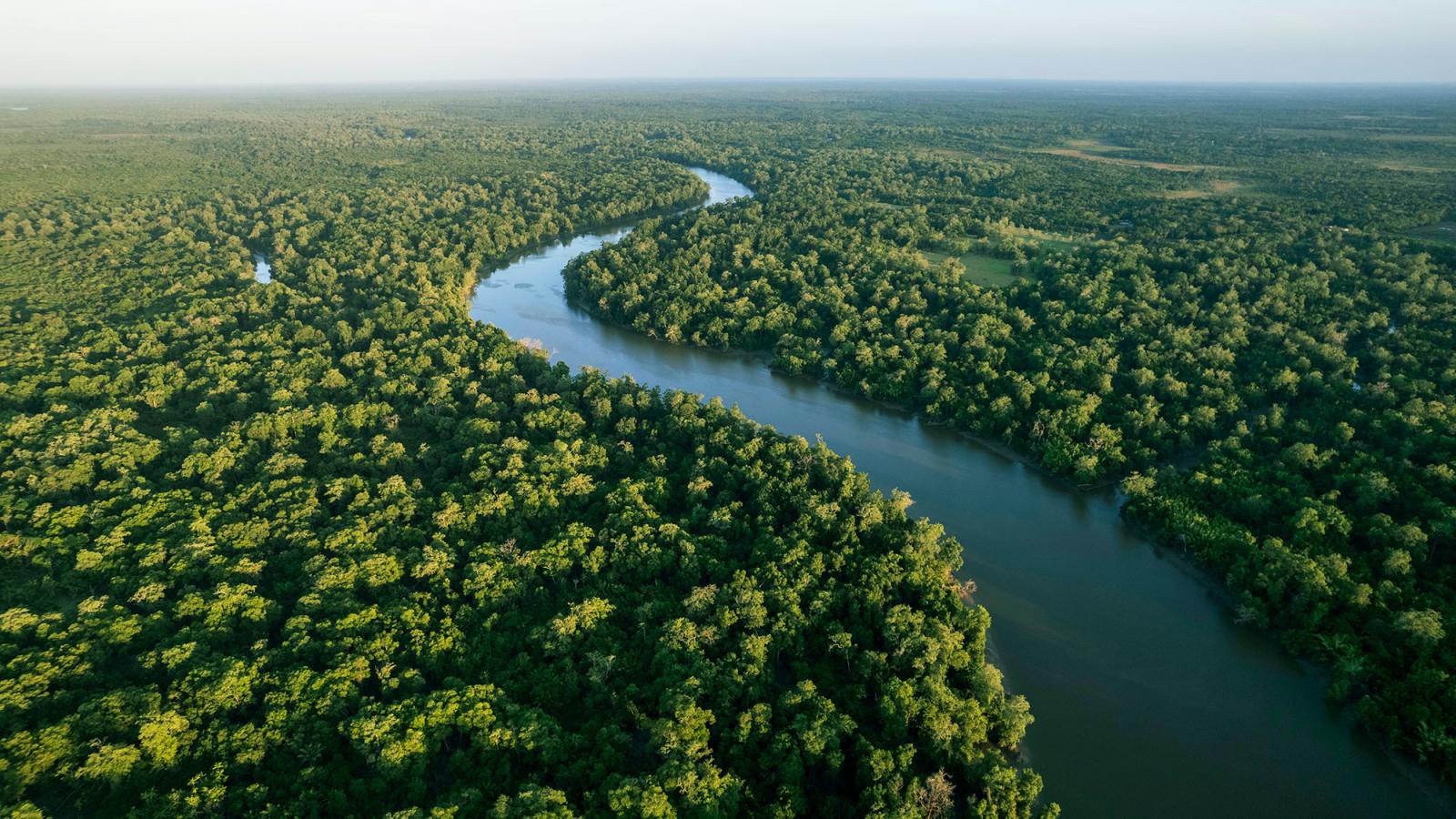 Photo of the Brazilian rainforest taken from above the trees