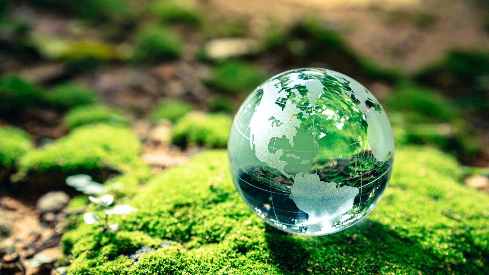 small transparent globe sitting on moss of the forest floor.