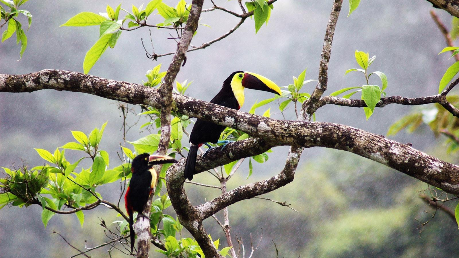 Toucan in a managed forest near the University of Peace in Costa Rica for Pace University's 3+2 Biology with Ecology and Society program