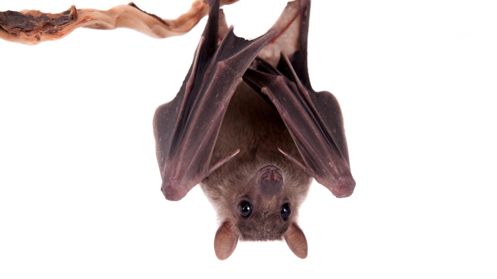 Egyptian fruit bat hanging from a tree branch.