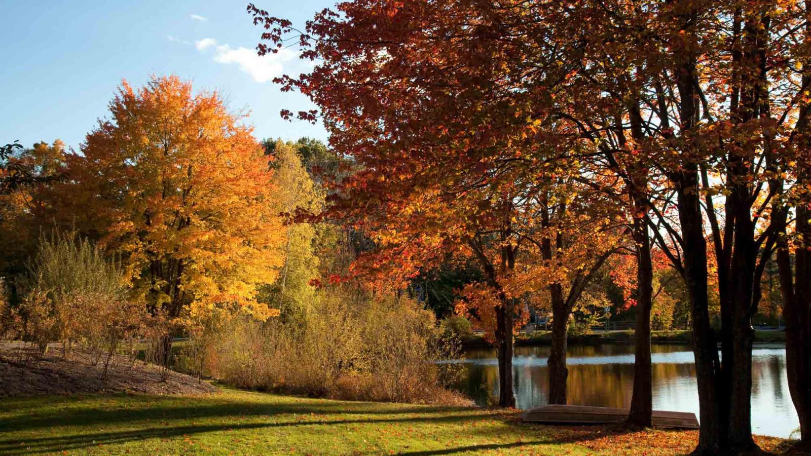 Trees with bright red, orange, and yellow autumn leaves surround a calm pond, with sunlight casting shadows on the grass.