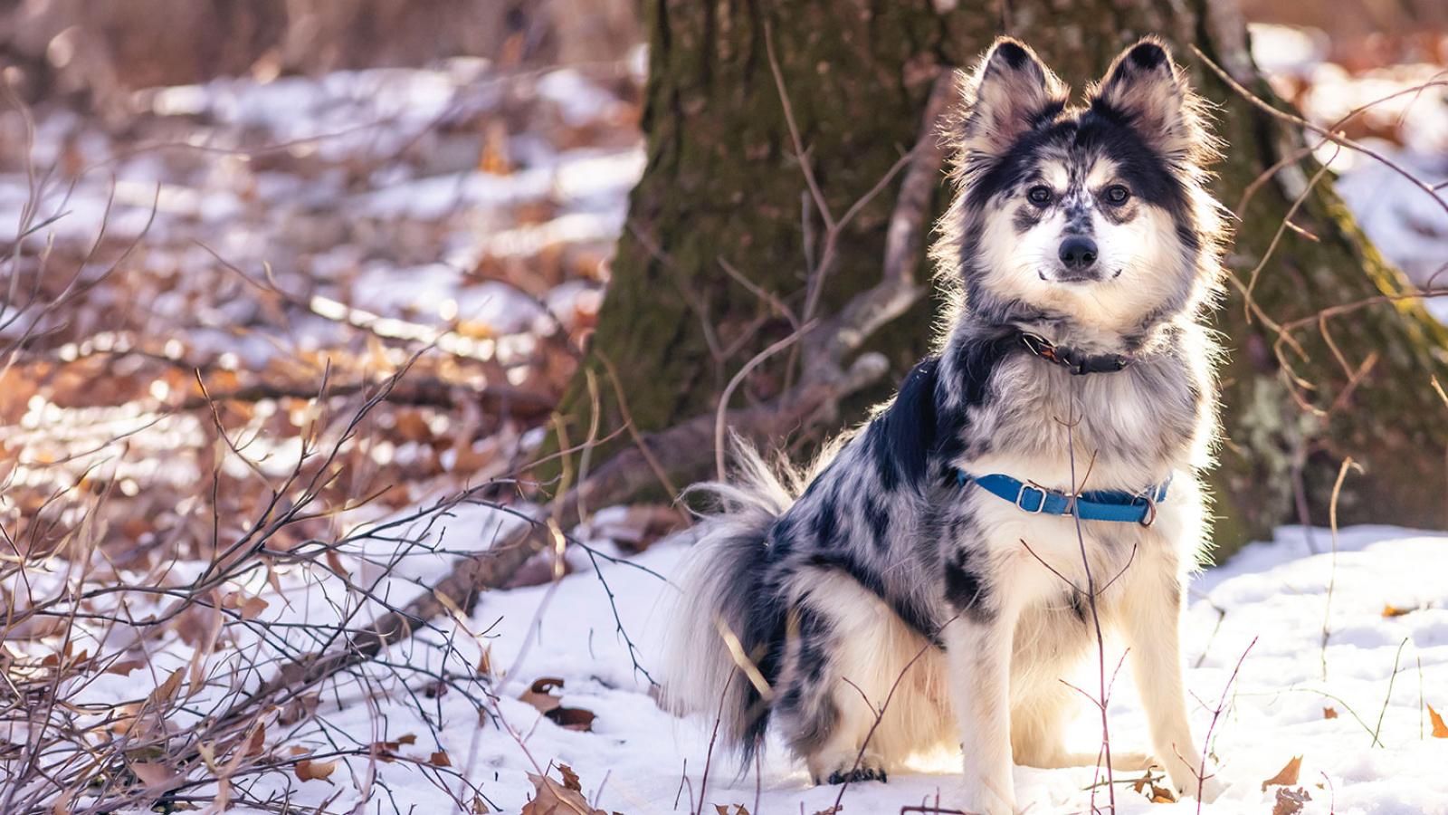 Husky dog in an outdoor setting with snow