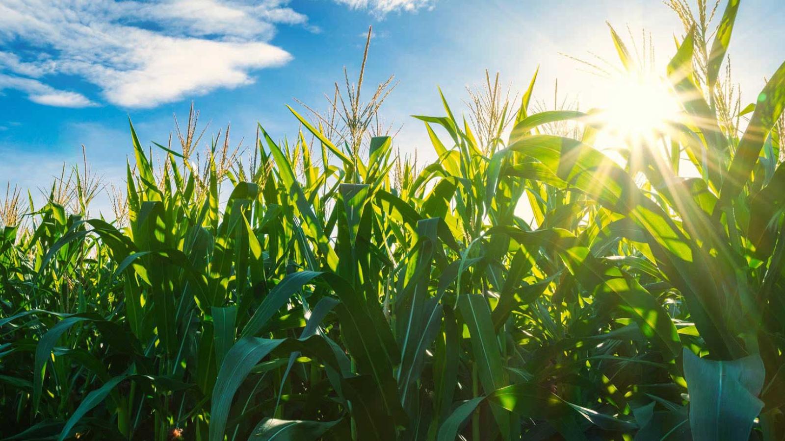 Corn field under a sunny sky