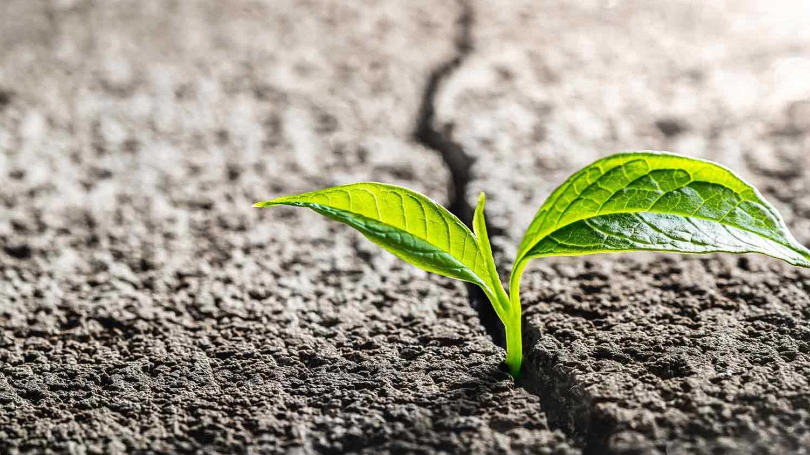 Small plant growing through asphalt