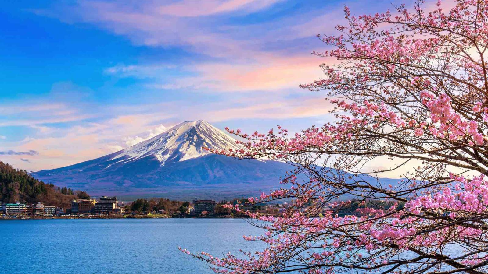 Mt. Fuji in the distance with Japanese cherry blossoms in the foreground. 
