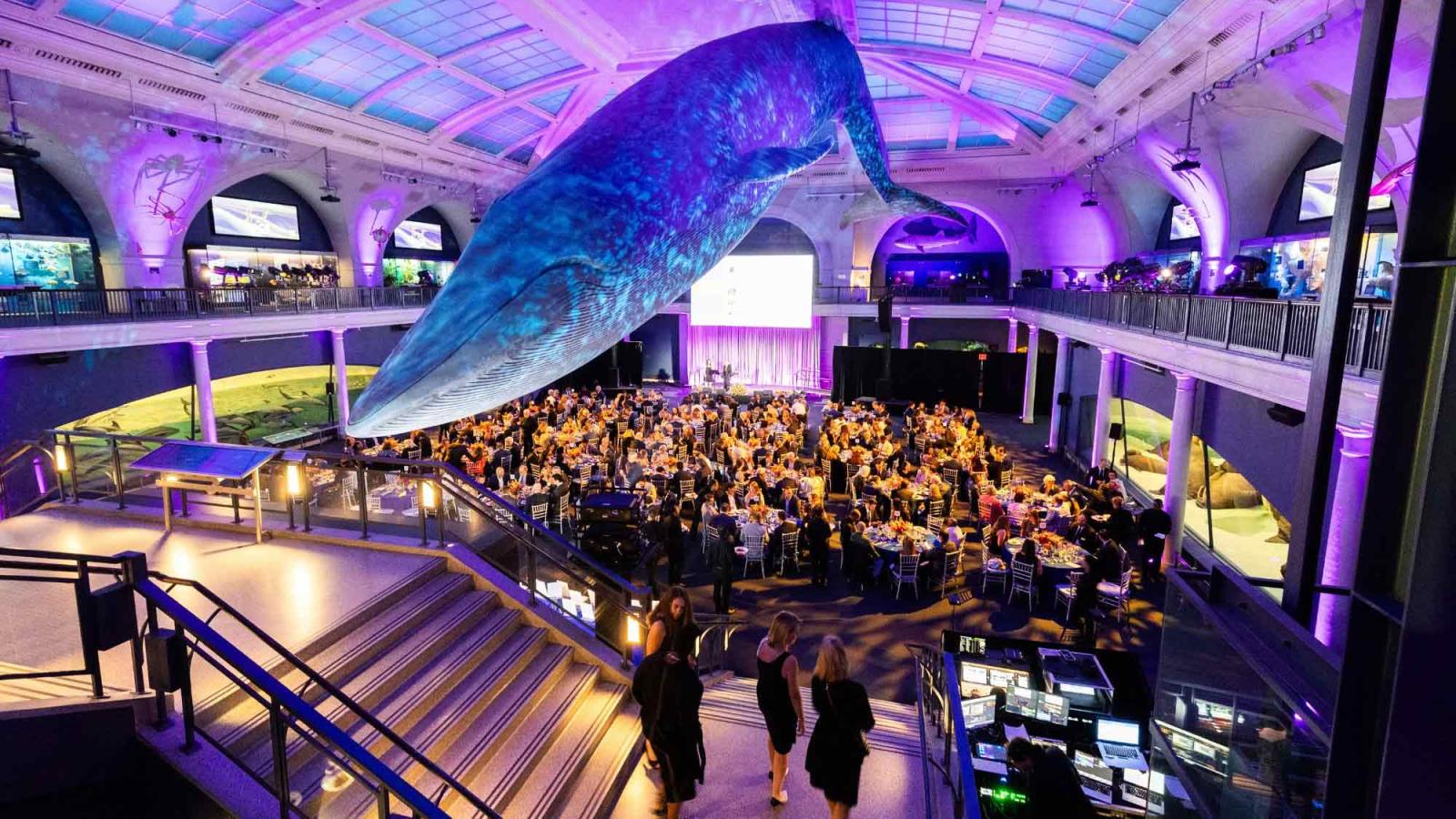 A wide shot of the 2026 Spirit of Pace Awards dinner at the American Museum of Natural History.
