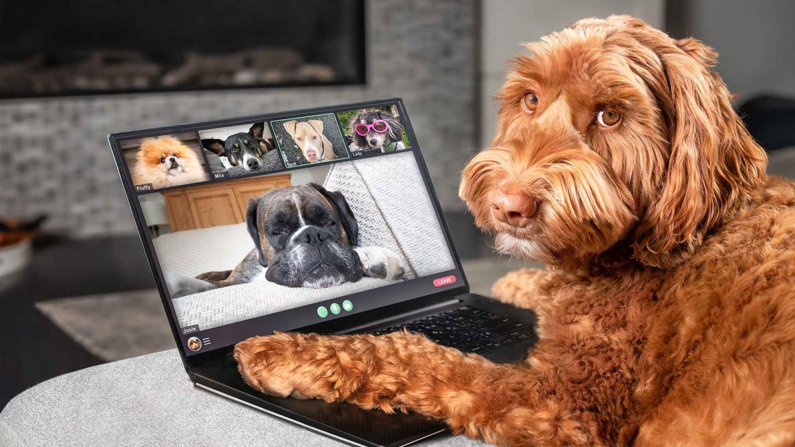 A dog looks at the camera, his paws on the keyboard of a laptop where the dog is on Zoom with other dogs