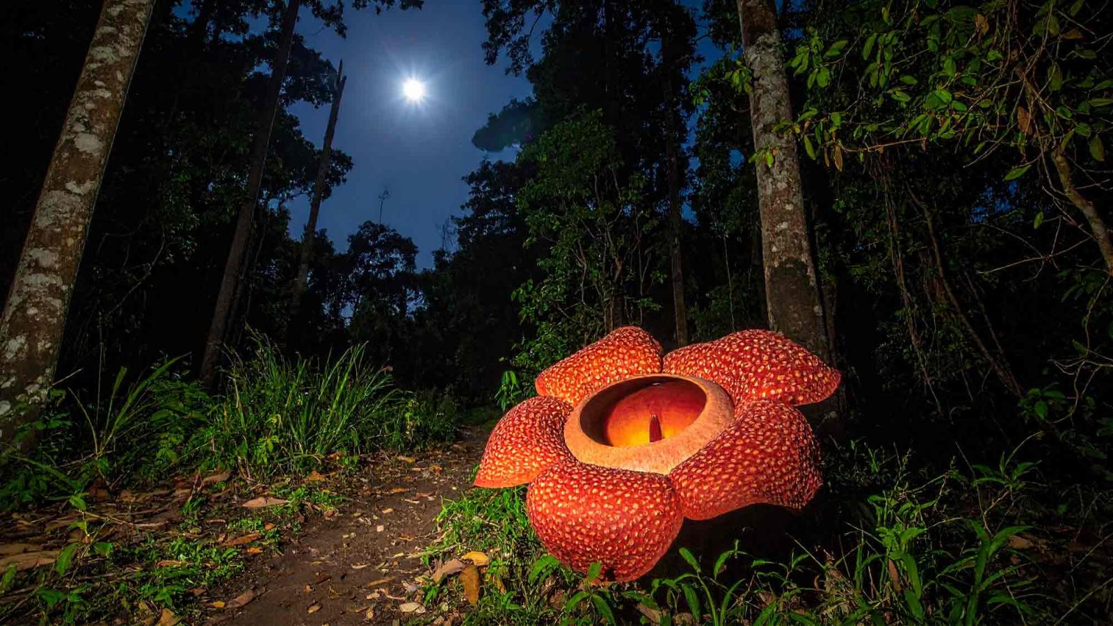 Nighttime View of Rafflesia arnoldii Growing Naturally.