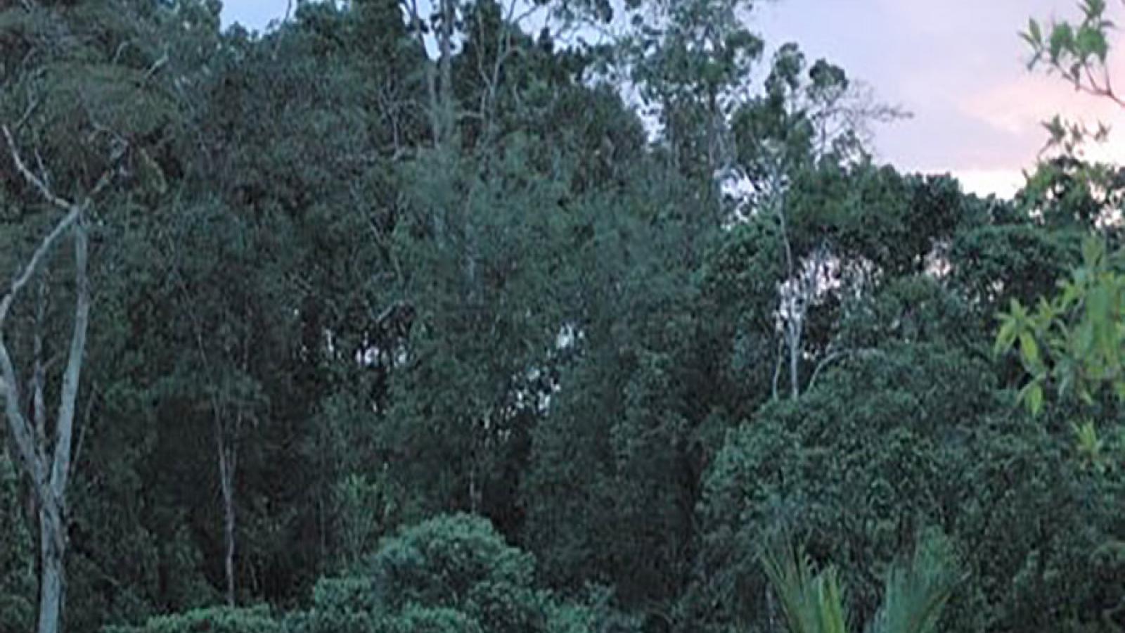 Costa Rica Forest Before Hurricane