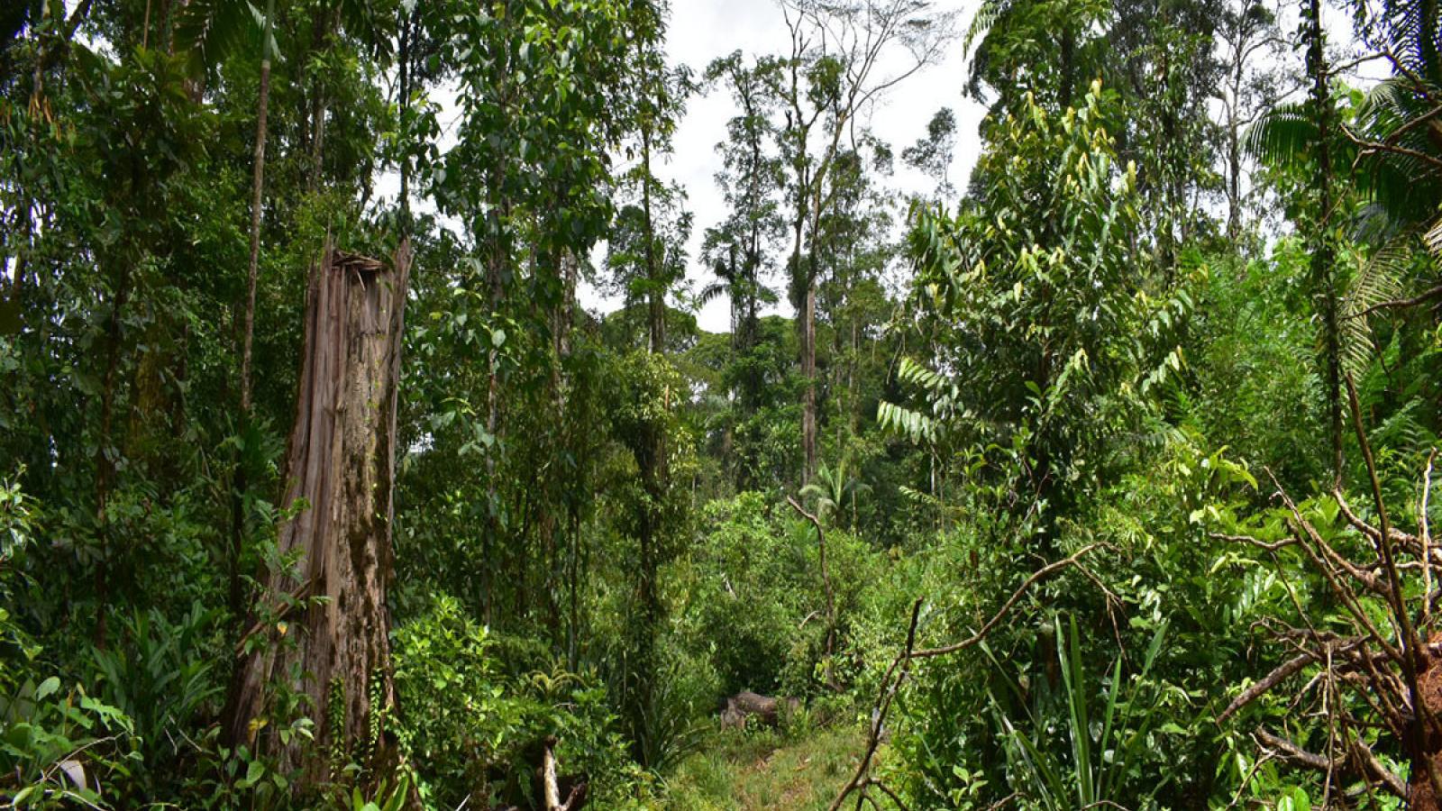 Costa Rica Forest After Hurricane