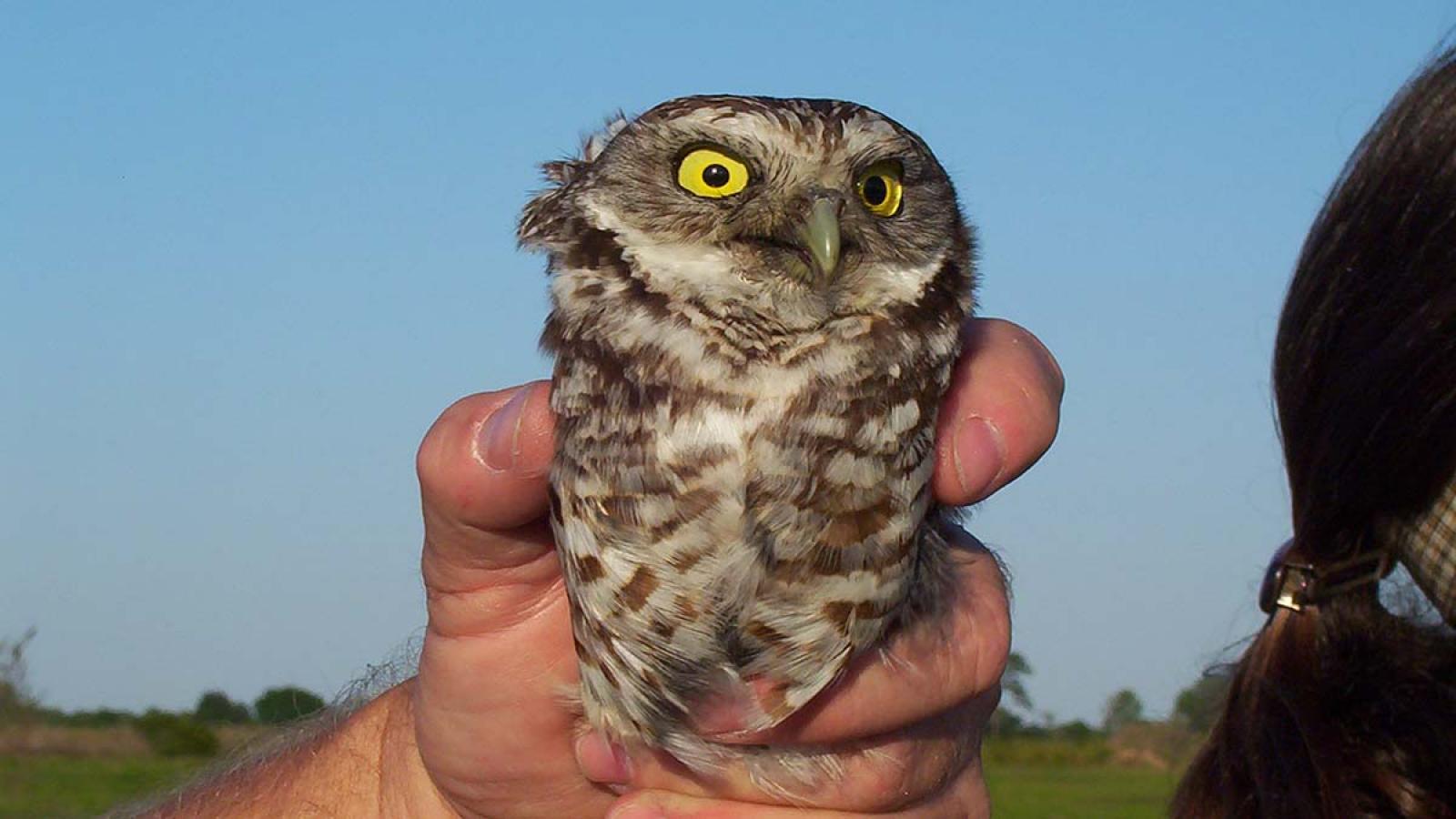 Burrowing Owl