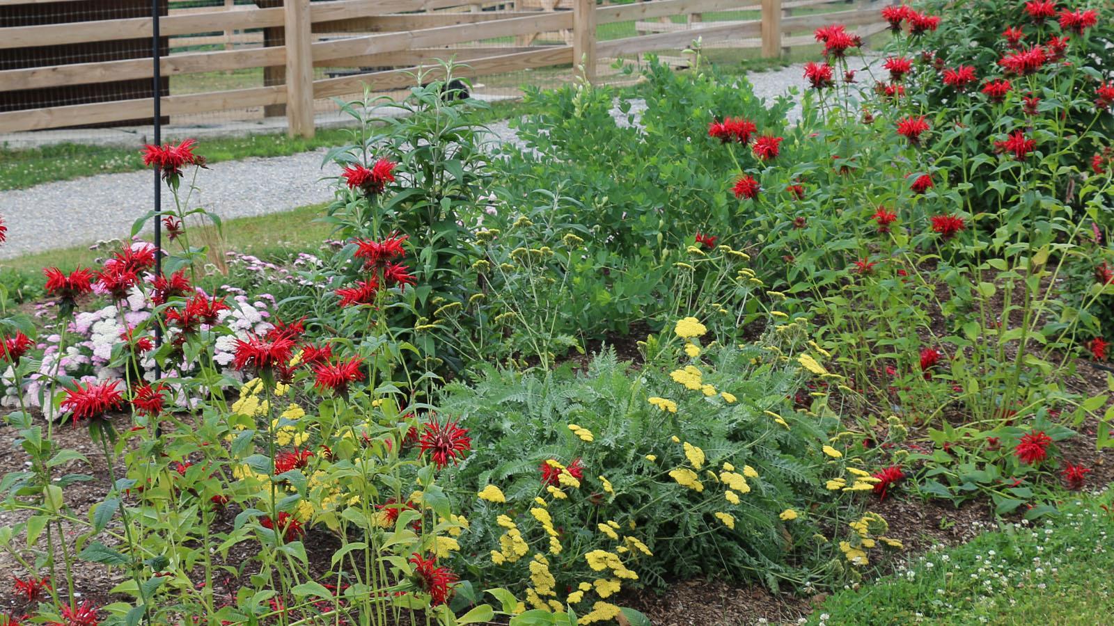 Bright flower garden near barns