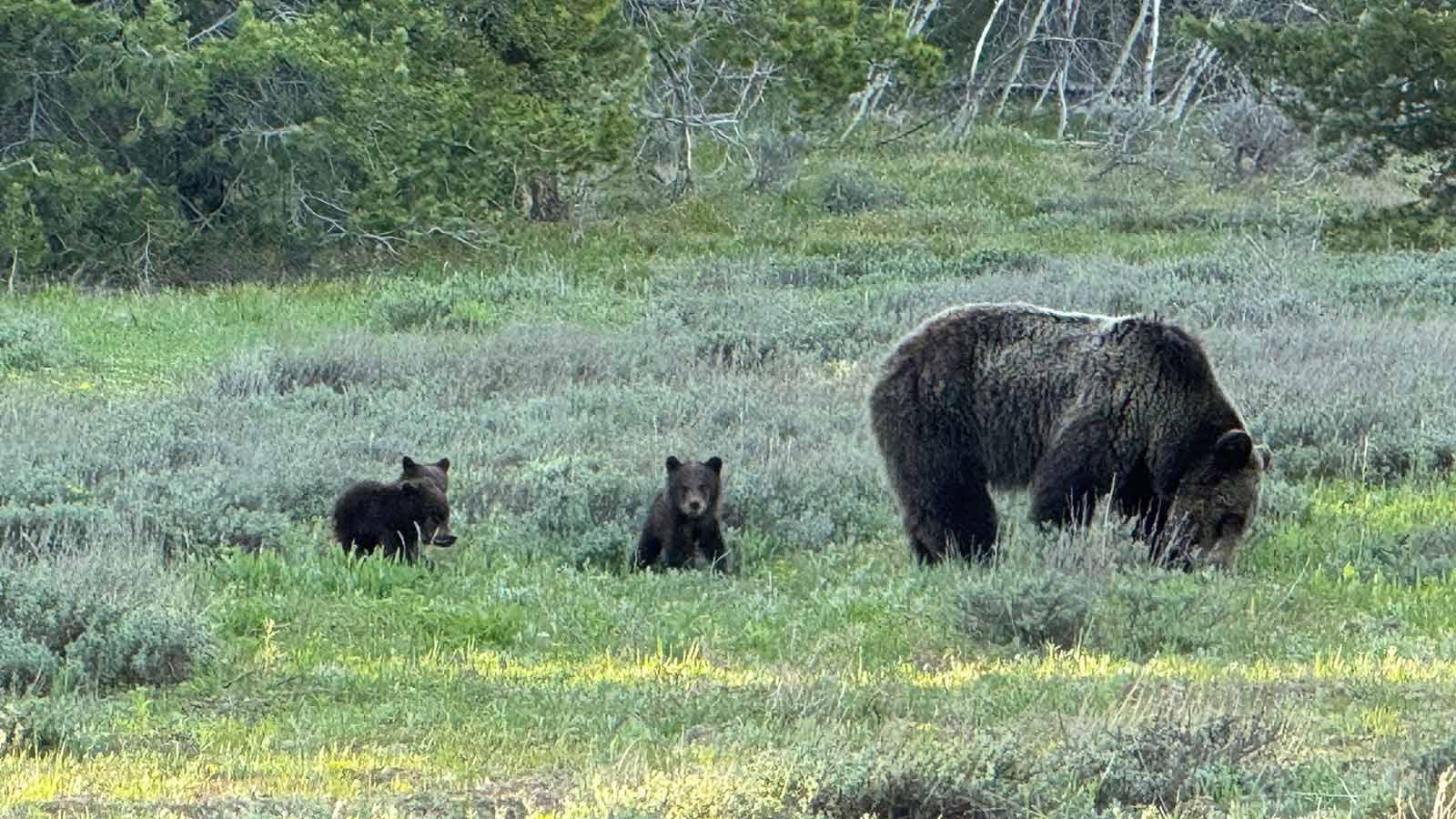 Bears in a landscape