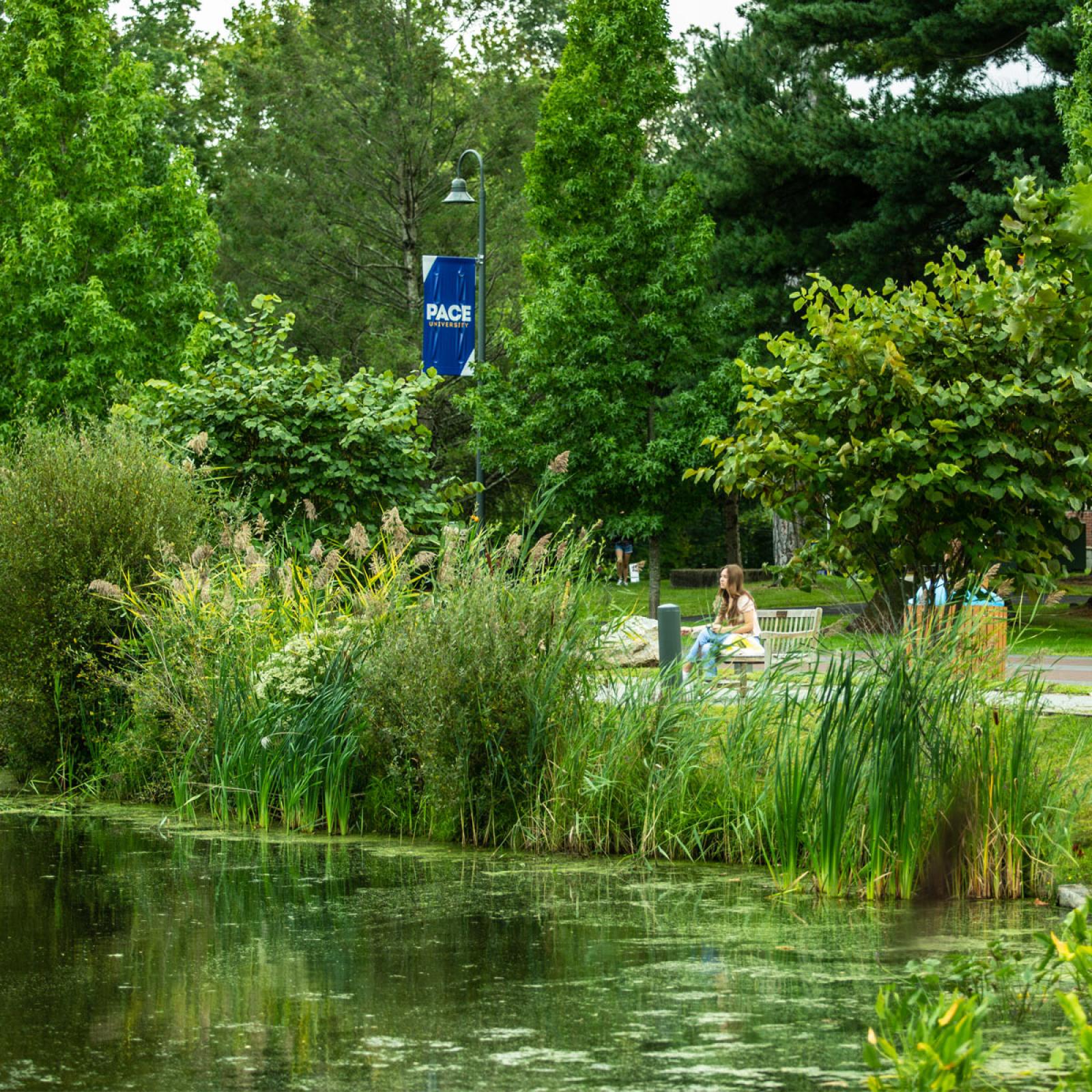 greenery and pond