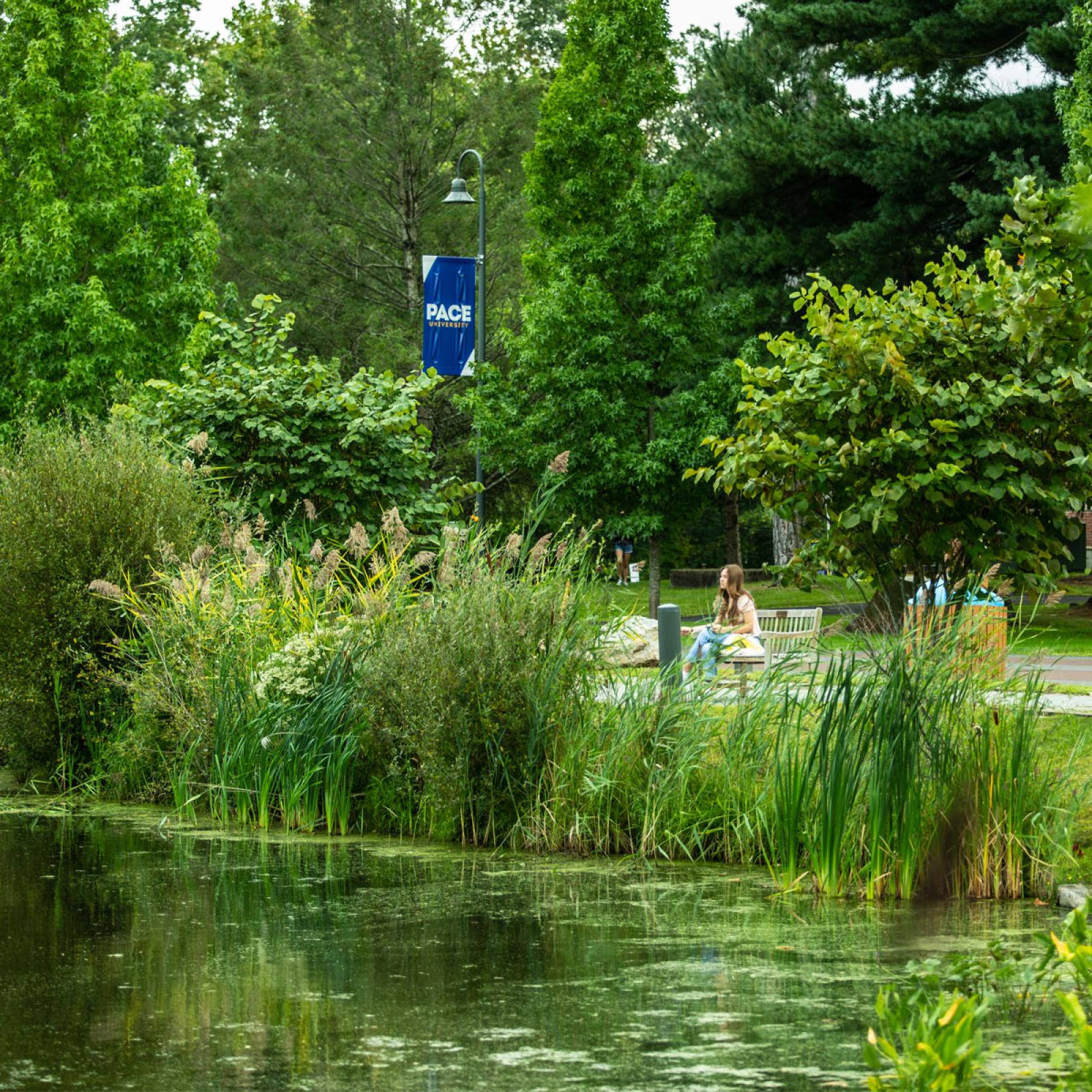 greenery and pond 