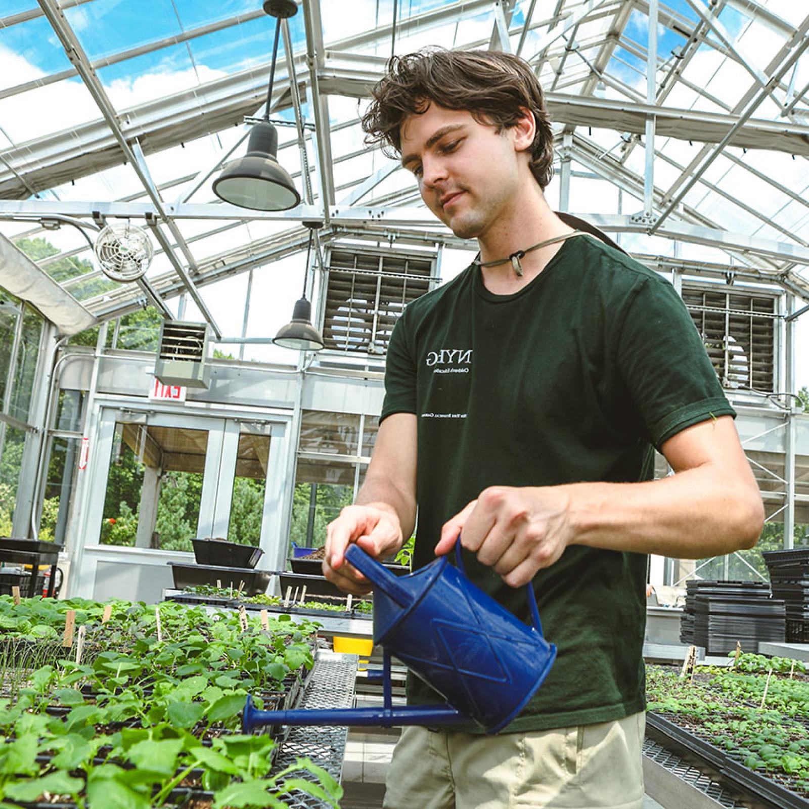 A Pace University student waters plants.