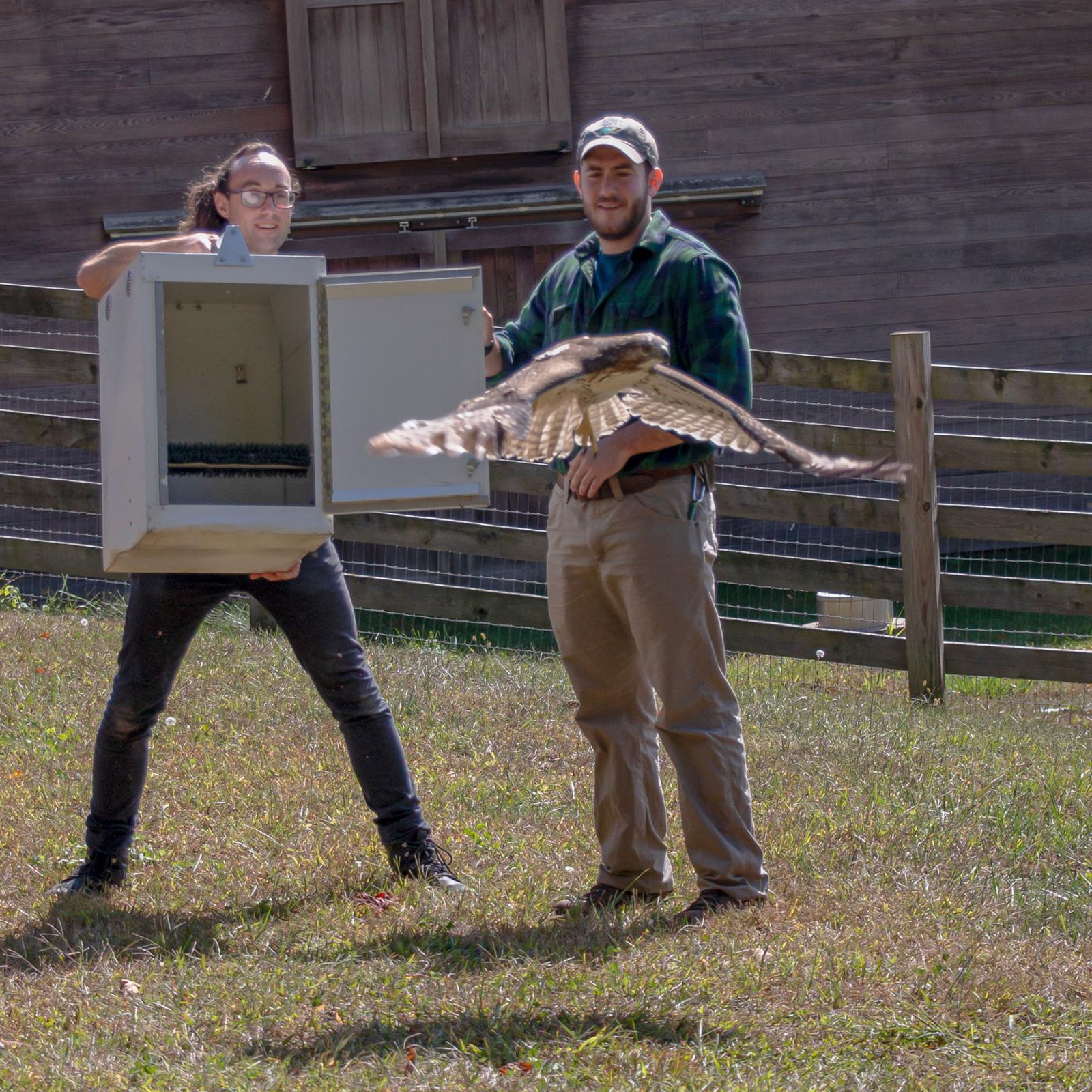 Two volunteers releasing a hawk as part of the Pace University Wildlife Rehabilitation Program