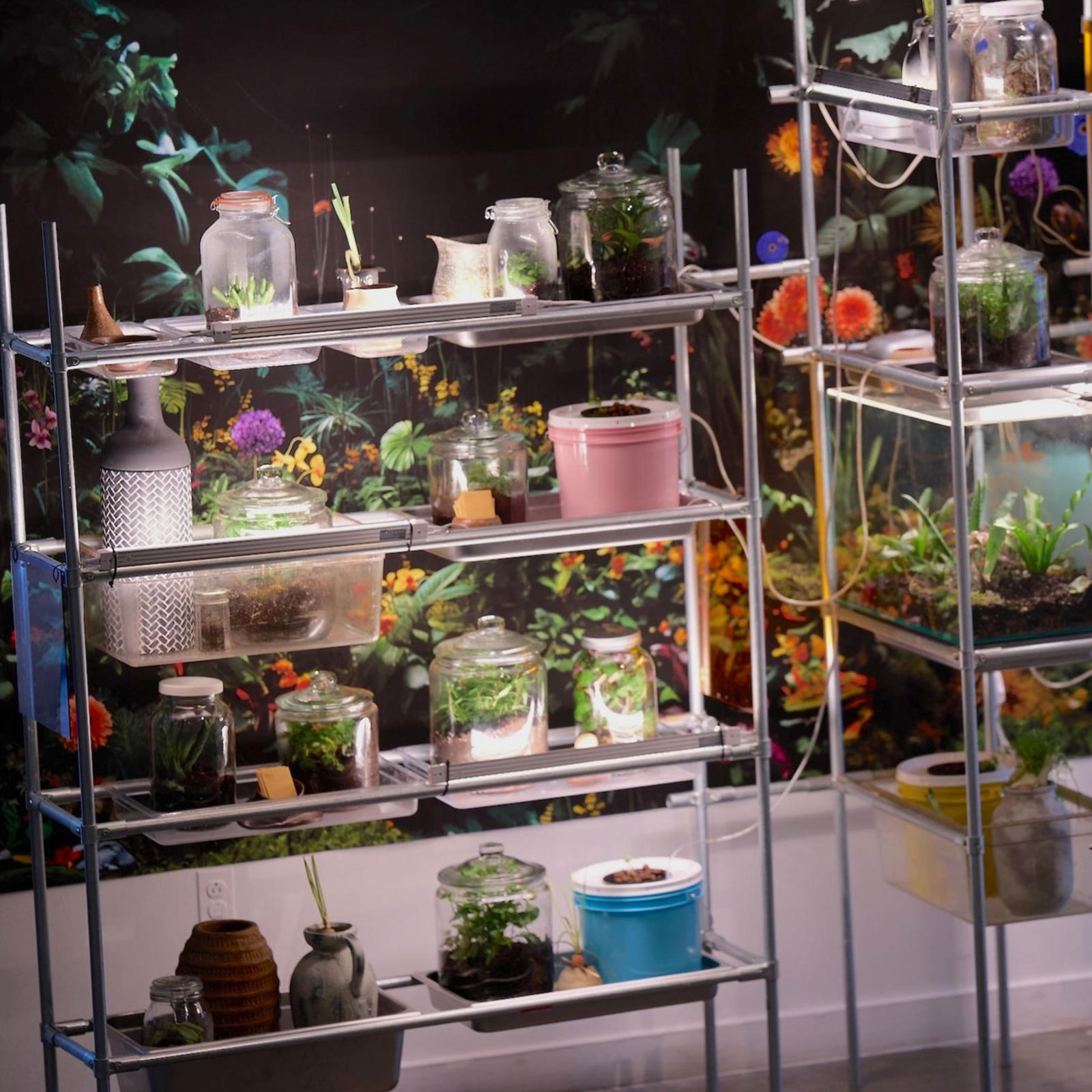 Plants and living sculptures