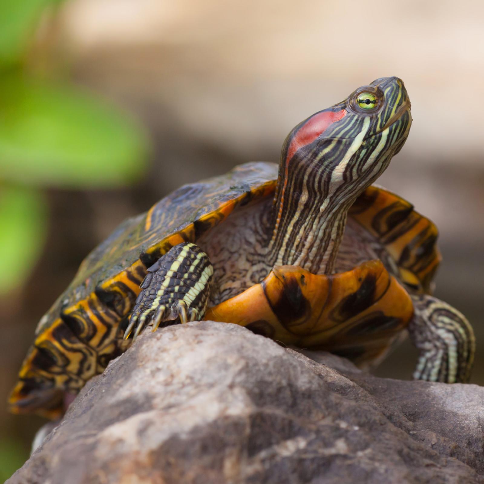 Red eared slider turtle.