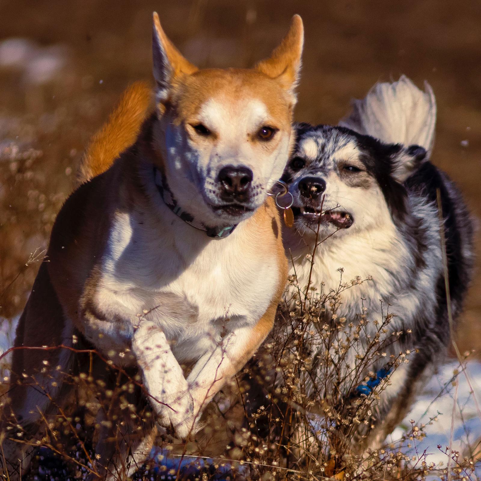 Two dogs running together