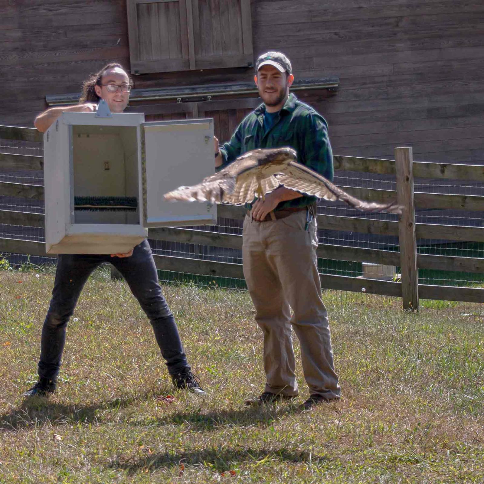 Two volunteers releasing a hawk as part of the Pace University Wildlife Rehabilitation Program