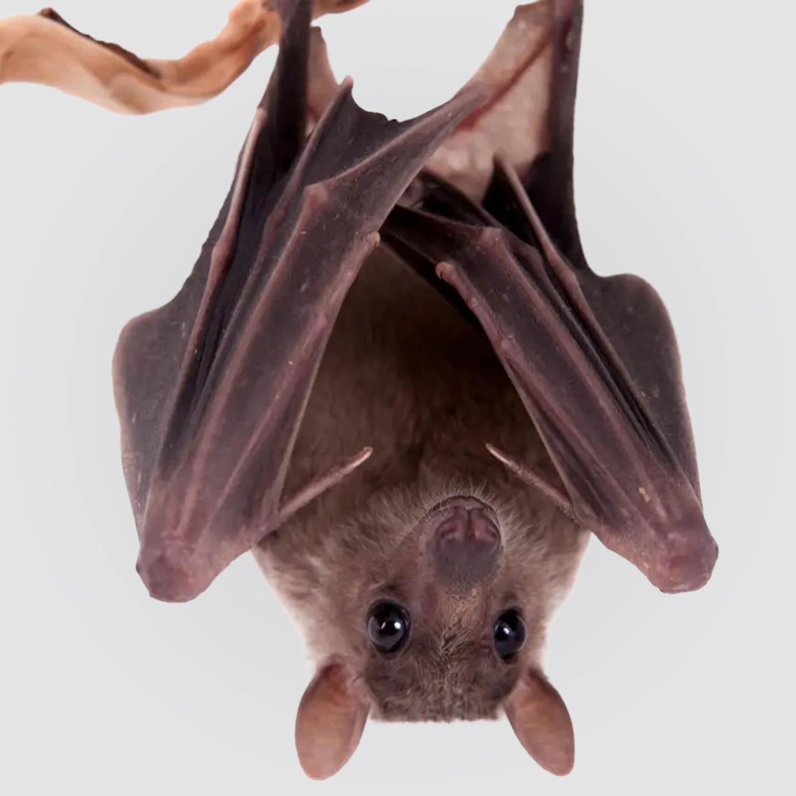 A bat hanging from a branch