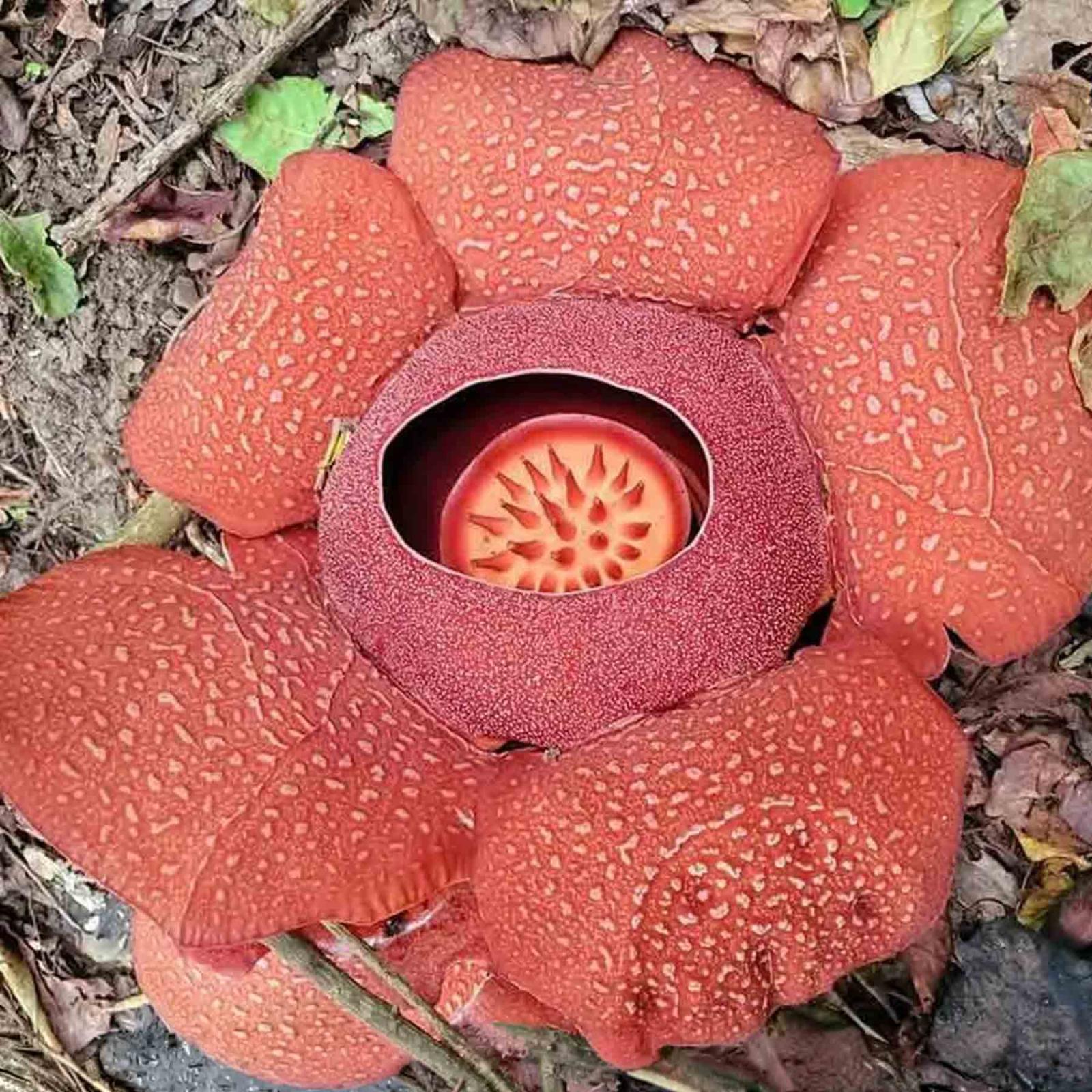 Bloom of Rafflesia speciosa flower