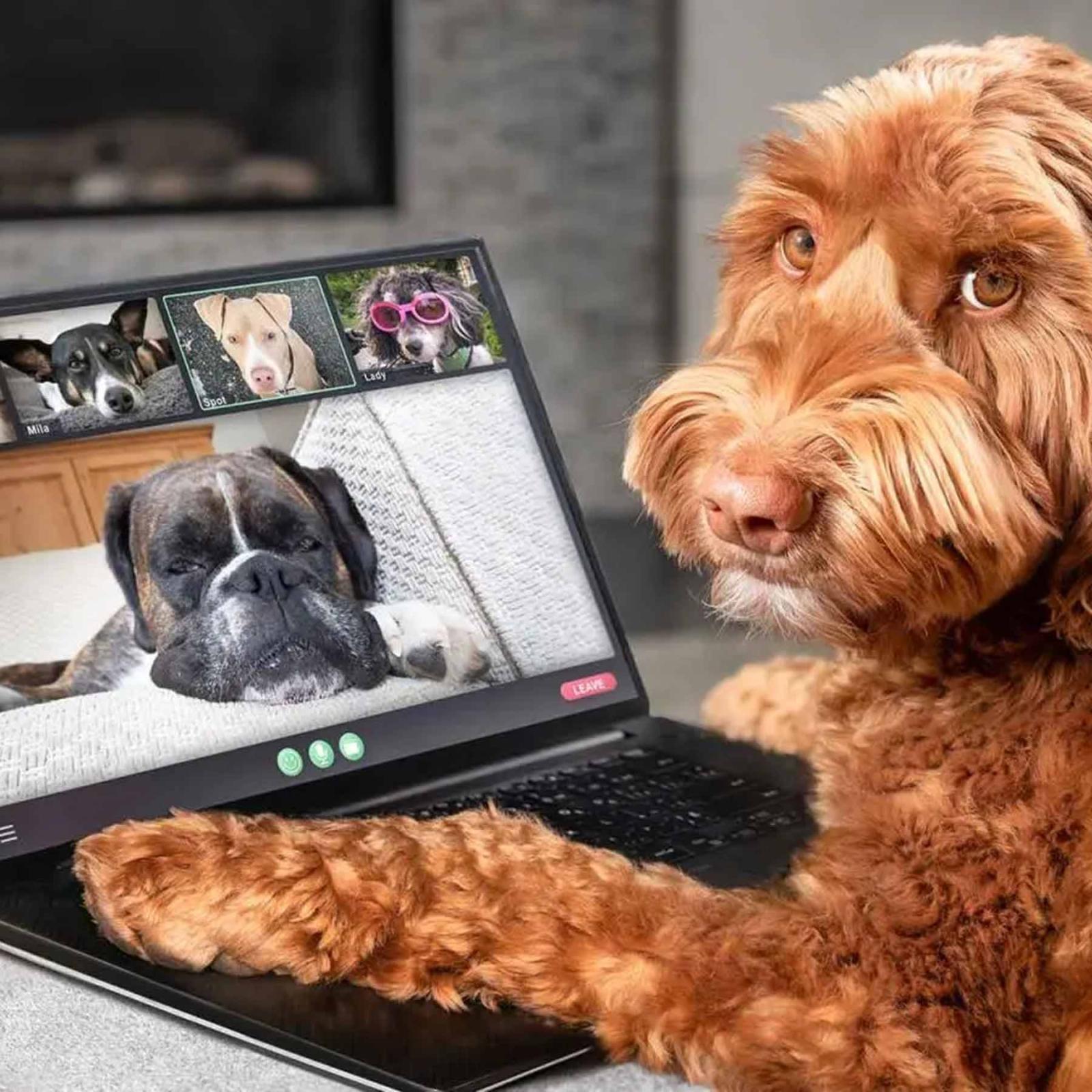 A dog looks at the camera, his paws on the keyboard of a laptop where the dog is on Zoom with other dogs